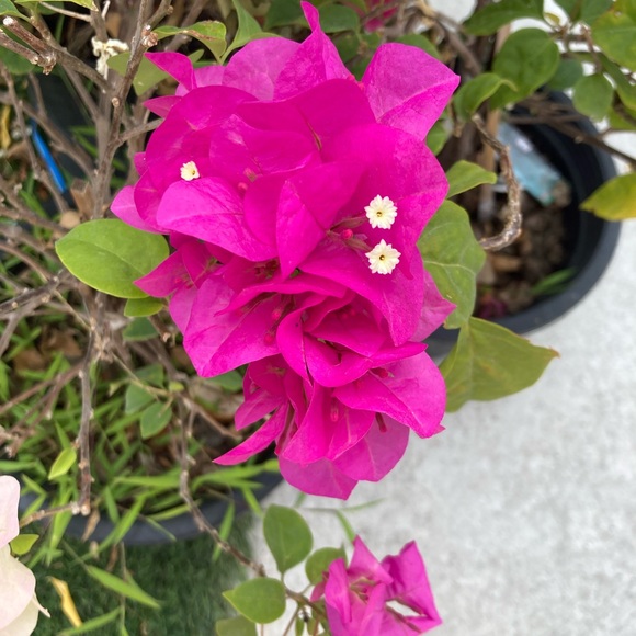 Meet your Posher, Kenz - Picture 1 of 1